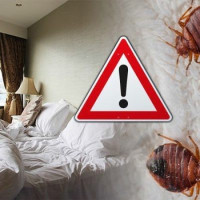 bedbugs